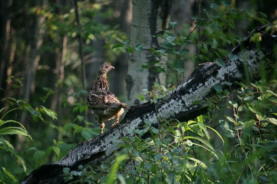 grouse